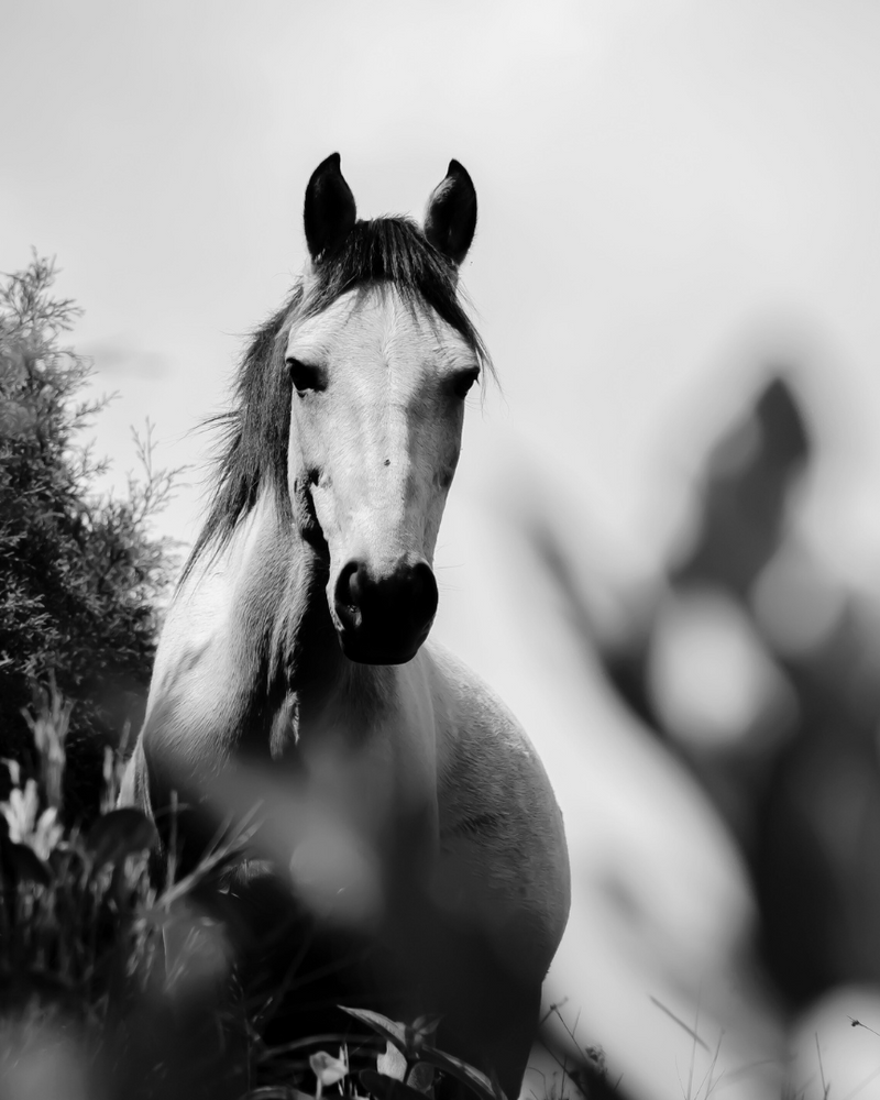 Paardencoaching sessie