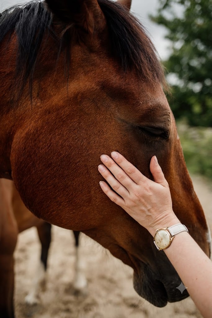 Hand die rustig een paard aait