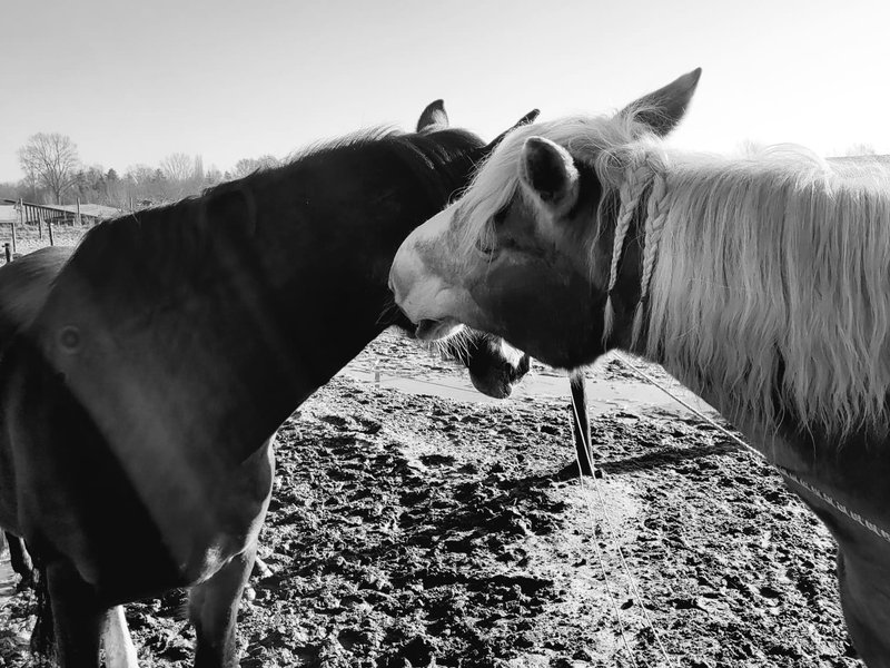 Coaching sessie met paarden